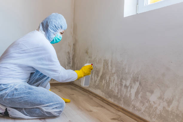 Licensed Black Mold Remediation service in Rockville, MD - 24 Hour Mold Removal