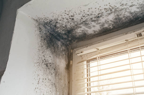 Affordable Black Mold Remediation solutions in Rockville, MD
