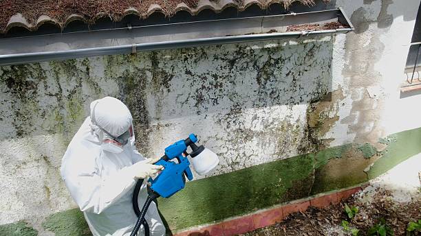 Top rated local Black Mold Remediation specialists in Rockville, MD